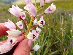 Eulophia barbata