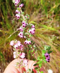 Erica grata