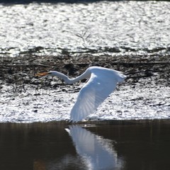Ardea alba