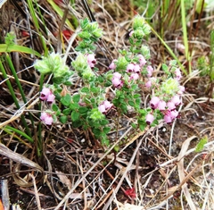 Erica grata