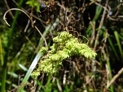 Lygodium articulatum