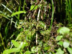 Lygodium articulatum