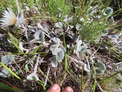 Centella eriantha