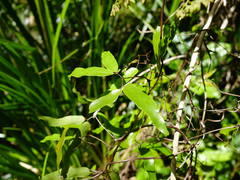 Lygodium articulatum