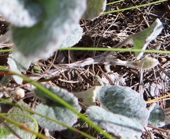 Centella eriantha