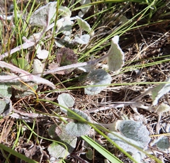 Centella eriantha
