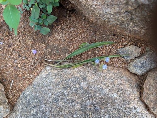 Sahyadri Dew-Grass (Cyanotis tuberosa)