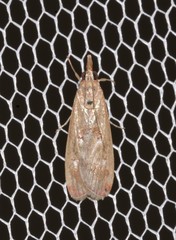 Syntonarcha iriastis