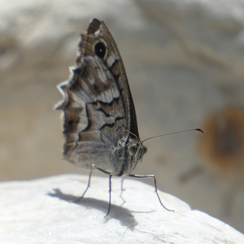 Striped Grayling, 29788 Frigiliana, Málaga, Spain, photo 5 of 10