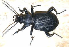 Calosoma planicolle