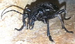 Calosoma planicolle