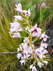 Eulophia barbata