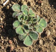 Oxalis melanosticta melanosticta