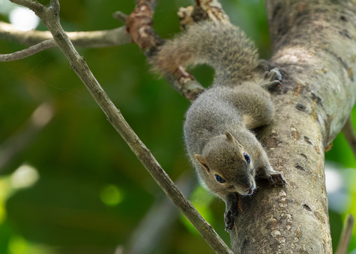 Callosciurus notatus