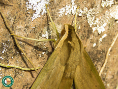 Xylophanes anubus