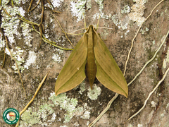 Xylophanes anubus