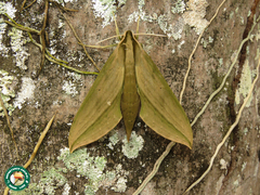 Xylophanes anubus