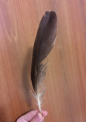 Plume de Héron pourpré