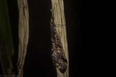 Froggattisca pulchella