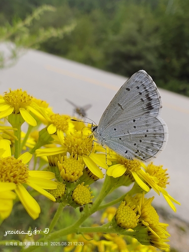 Celastrina morsheadi