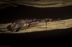 Froggattisca pulchella