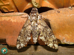 Manduca leucospila