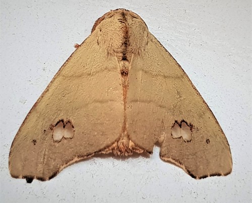 Zatrephes flavida