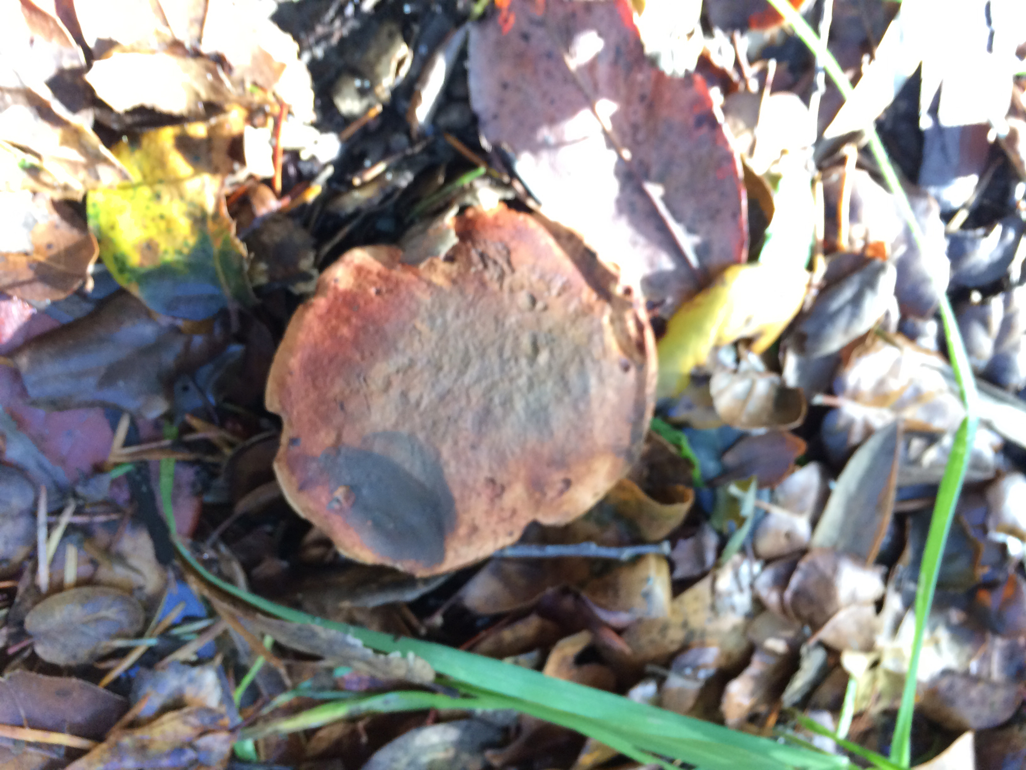 Suillellus amygdalinus image
