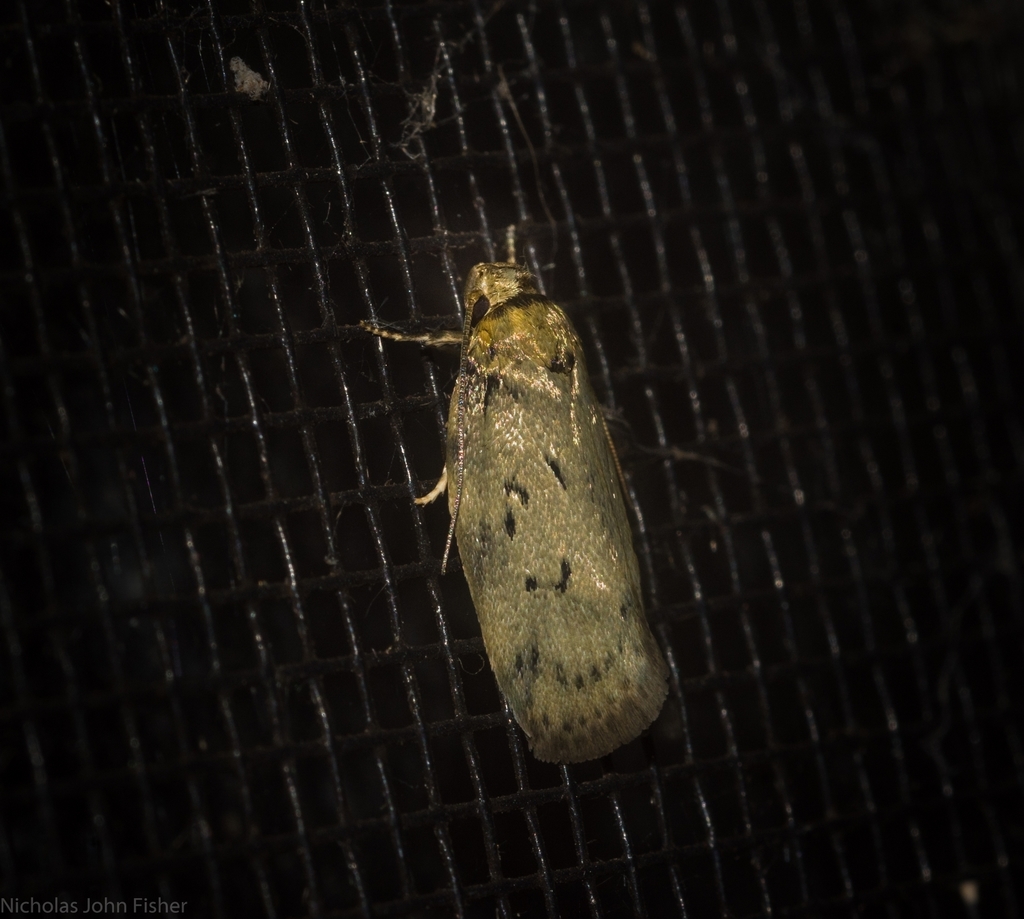 Philobota euchlora