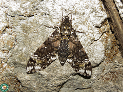 Manduca leucospila