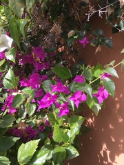 Bougainvillea