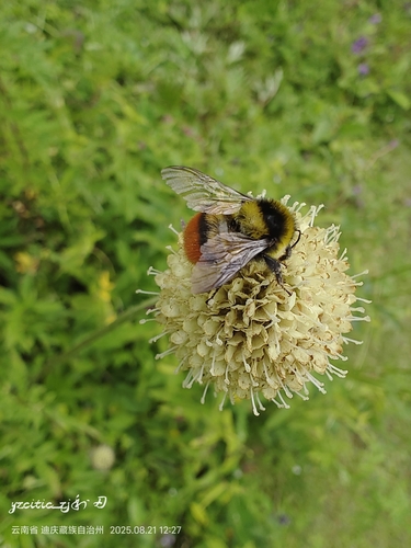 Bombus friseanus