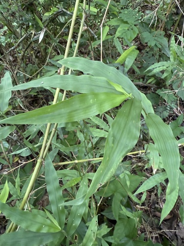 Lasiacis maculata observed 2025-08-22