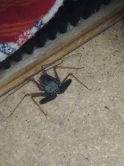 Phrynichodamon scullyi