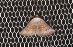 Mataeomera mesotaenia