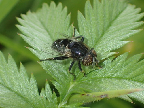 Small Spotty-eyed Drone Fly, Aerdt, Nederland, photo 9 of 10