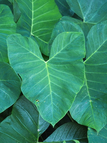 Xanthosoma sagittifolium