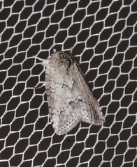 Nycteola polycyma