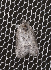 Nycteola polycyma