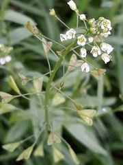 Capsella bursa-pastoris