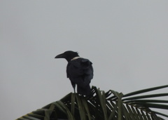 Corvus albus