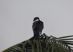 Corvus albus