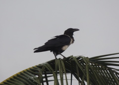 Corvus albus