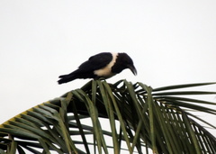 Corvus albus