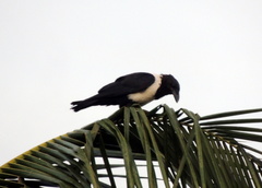 Corvus albus