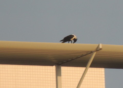 Corvus albus