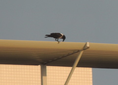 Corvus albus