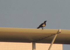 Corvus albus