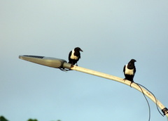 Corvus albus