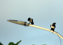 Corvus albus